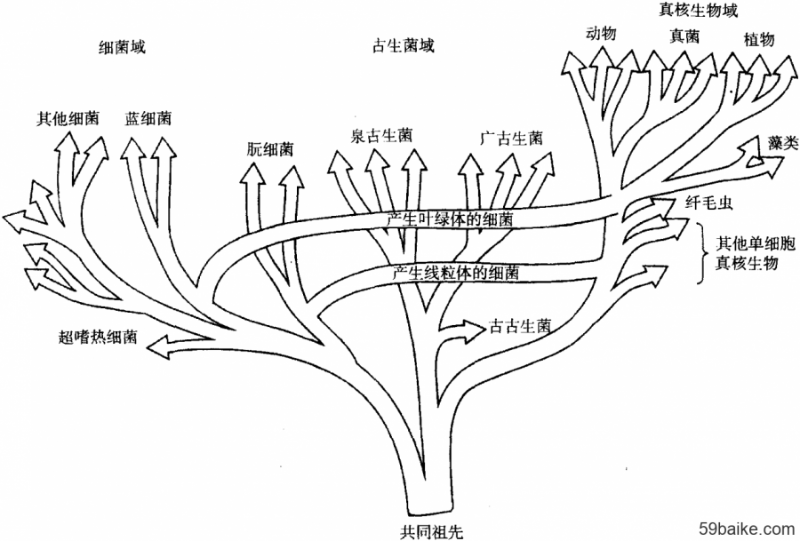 【科普小課堂】生命三域學說的誕生