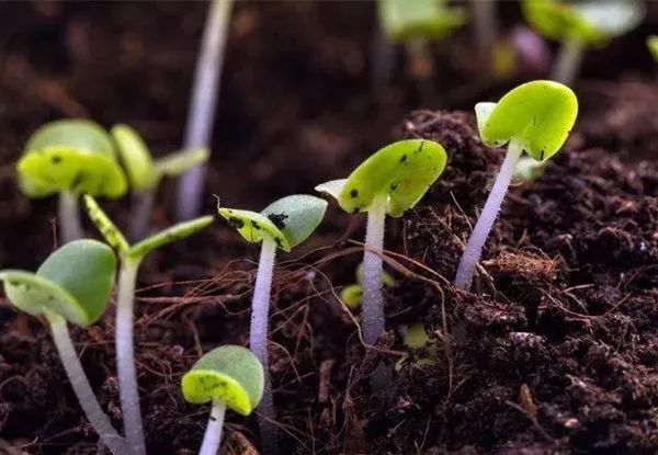 收藏：生物肥中常見菌的作用,！